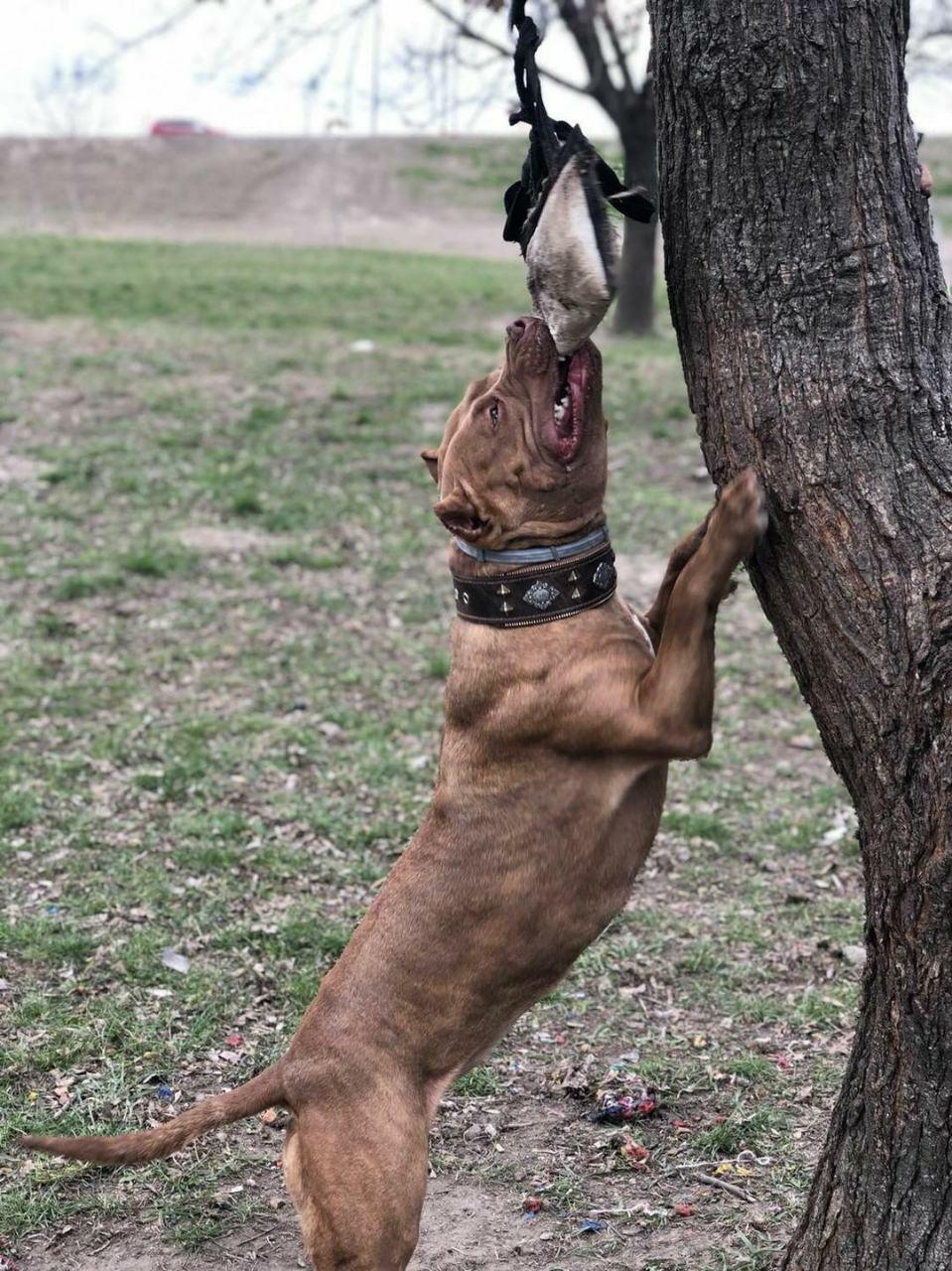 Premium Aztec Brown Dog Collar - Adjustable & Durable Pet Collar for Small, Medium, Large Dogs - Perfect for Daily Walks, Training & Outdoor Adventures