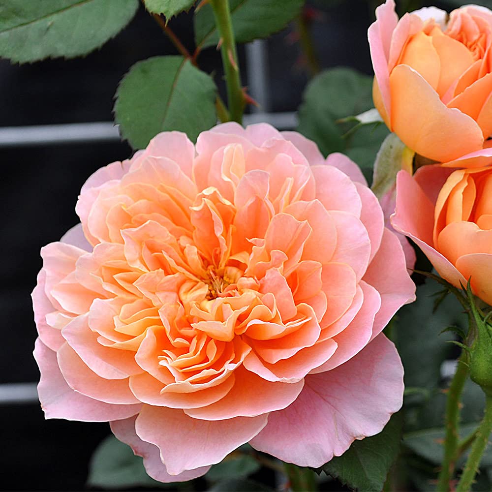 Heirloom Roses - The Impressionist™ Multi Rose Bush | Climbing Roses Live Plant for Outdoor Gardens, Landscaping & Patio Decor