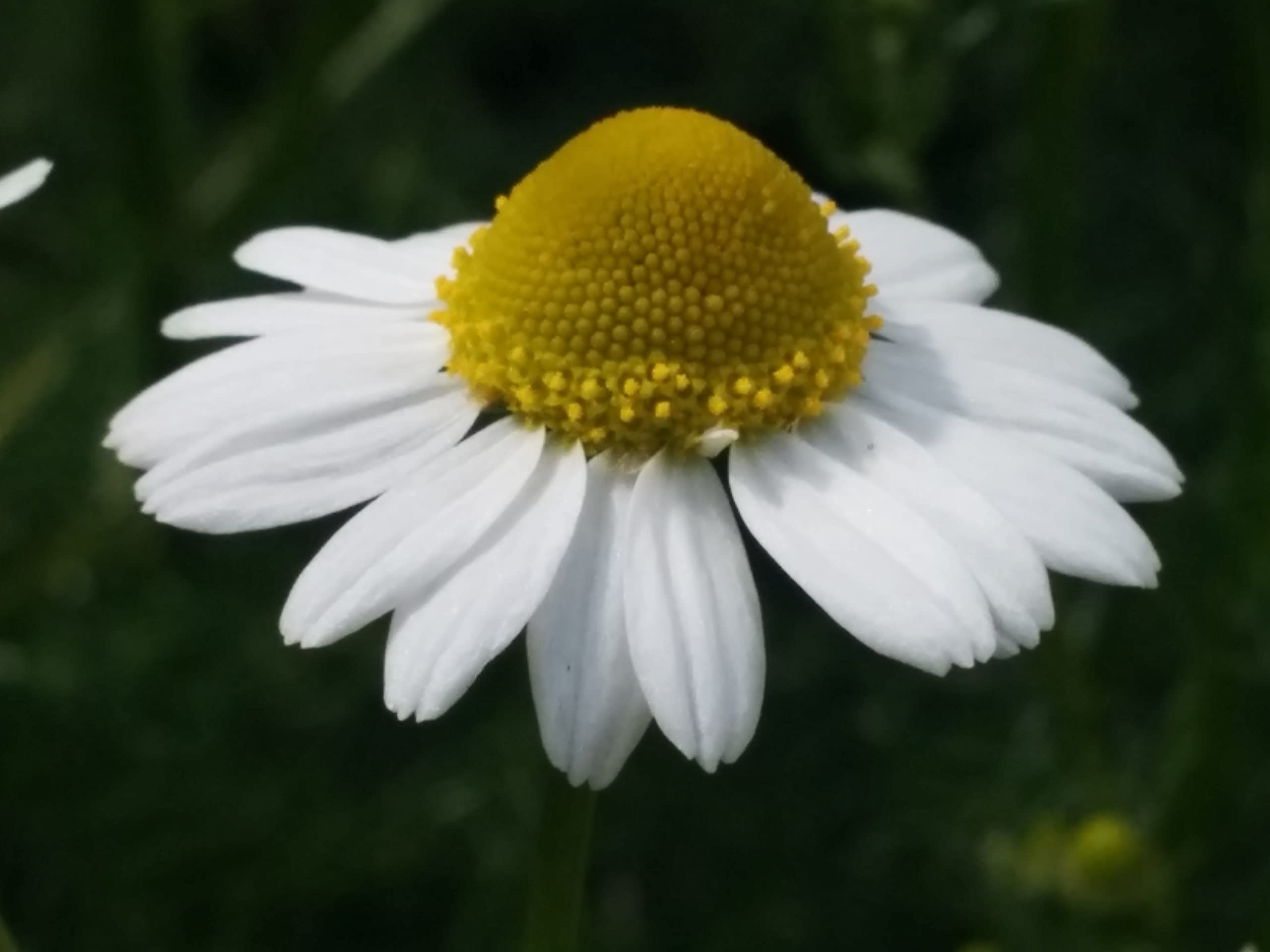 Cool Beans N Sprouts German Chamomile Seeds - 200 Count Pack for Home Gardening, Herbal Tea & Relaxation | Organic Planting, Indoor/Outdoor Use, DIY Aromatherapy