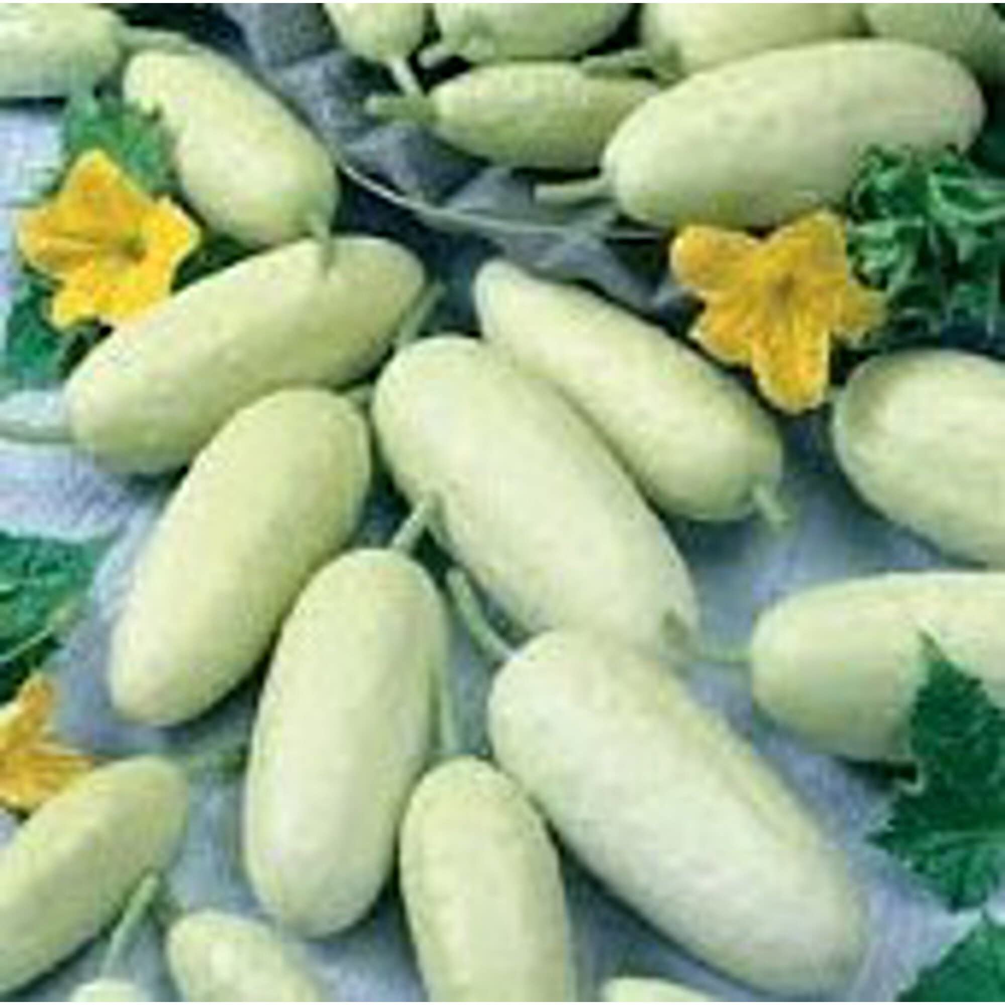 Organic Miniature White Cucumber Seeds (20+ Seeds) - Non-GMO Heirloom Vegetable Seeds for Planting | Home Garden, Greenhouse & Container Gardening | Fresh Salads, Pickling & Healthy Snacks