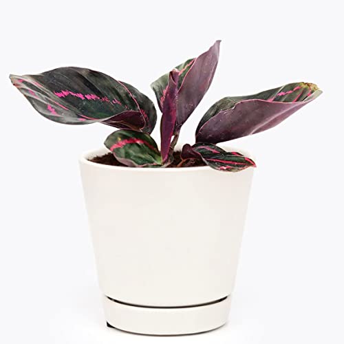 Calathea Dottie