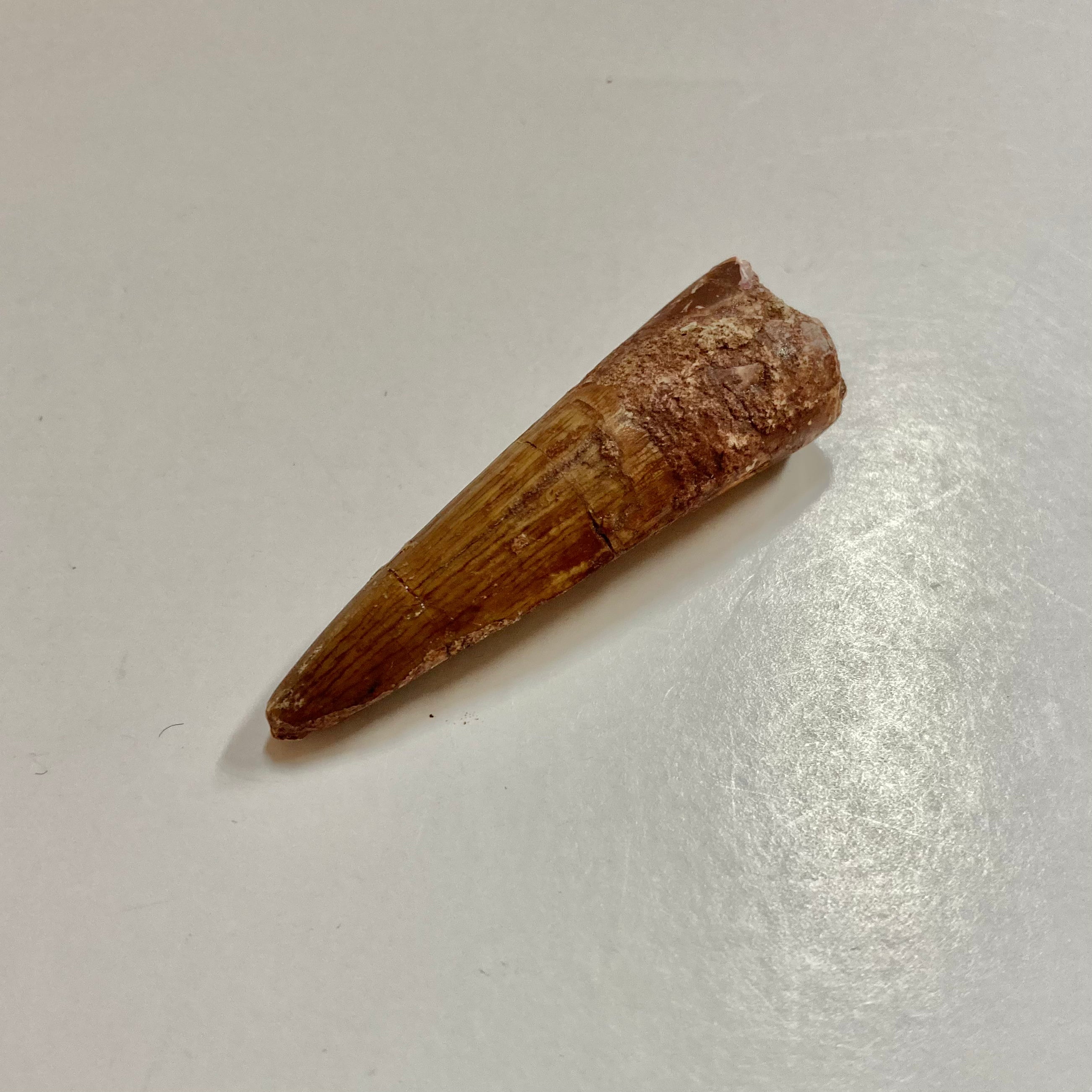 Authentic Spinosaurus Tooth Fossil - Real Dinosaur Tooth for Collectors, Paleontology Enthusiasts & Home Decor | Perfect for Display Cases, Educational Projects & Gifts
