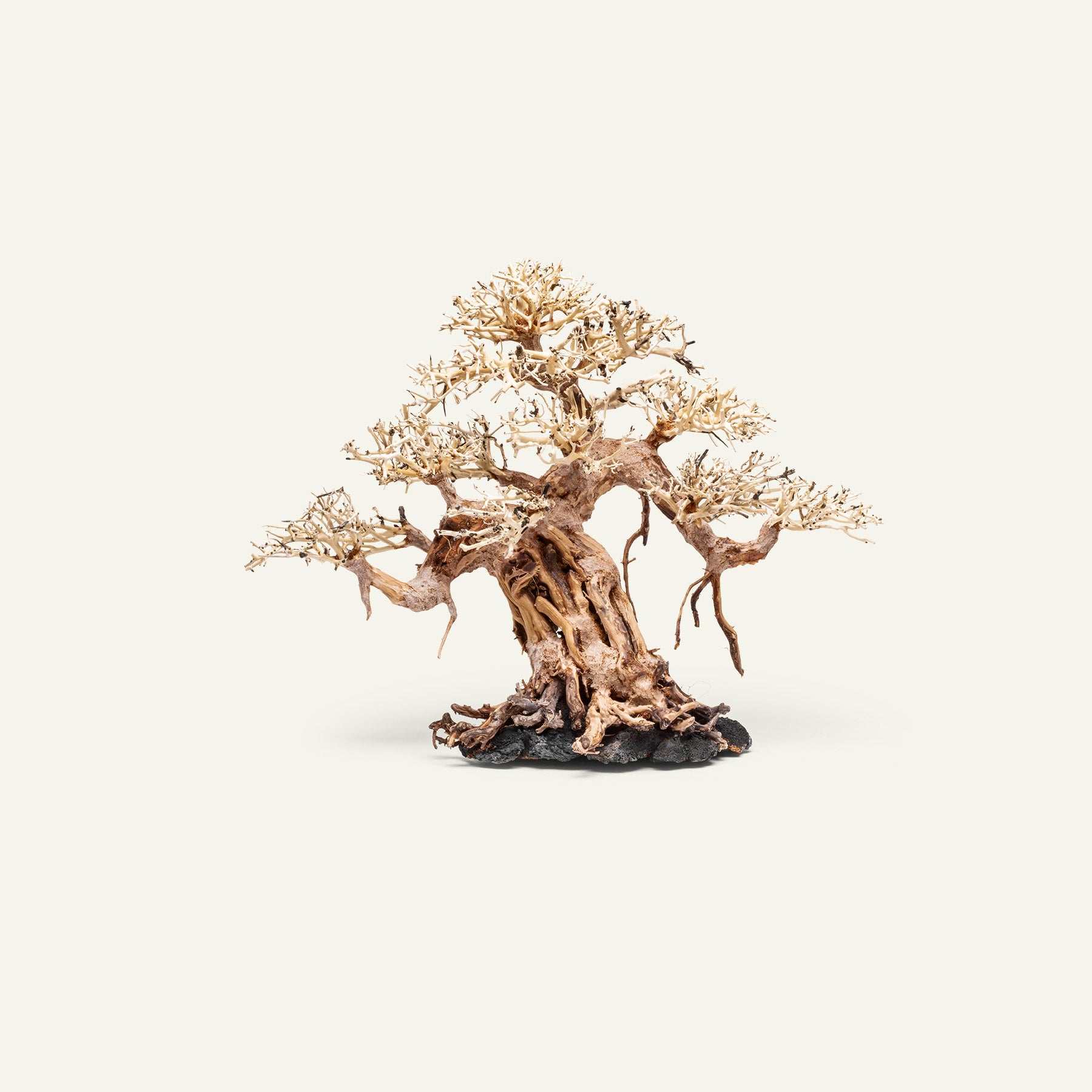 Premium Bonsai Tree Kit - Complete Starter Set for Indoor & Outdoor Gardening - Perfect for Home Decor, Office Zen Spaces & Gift Ideas