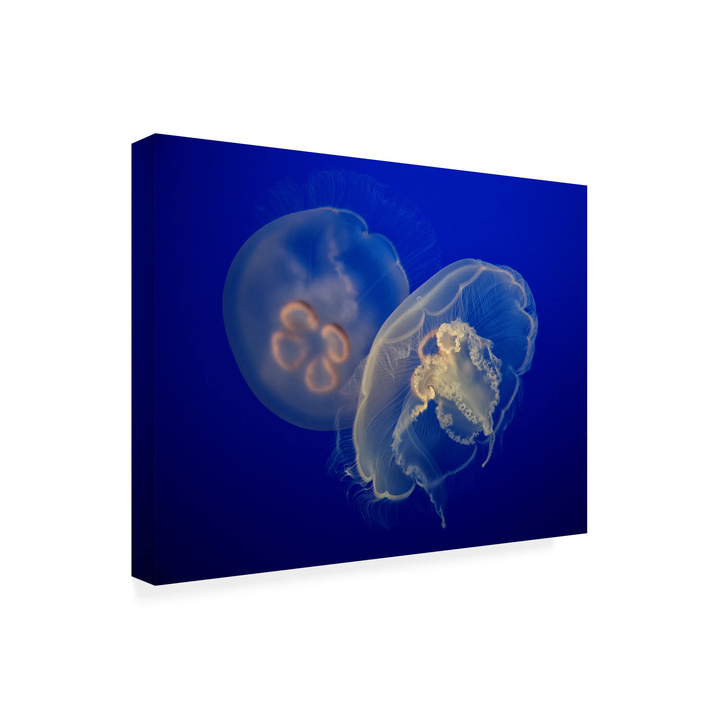 Trademark Fine Art 'Moon Jelly' Canvas Wall Art by C.S. Tjandra - Modern Ocean-Themed Home Decor for Living Room, Bedroom & Office
