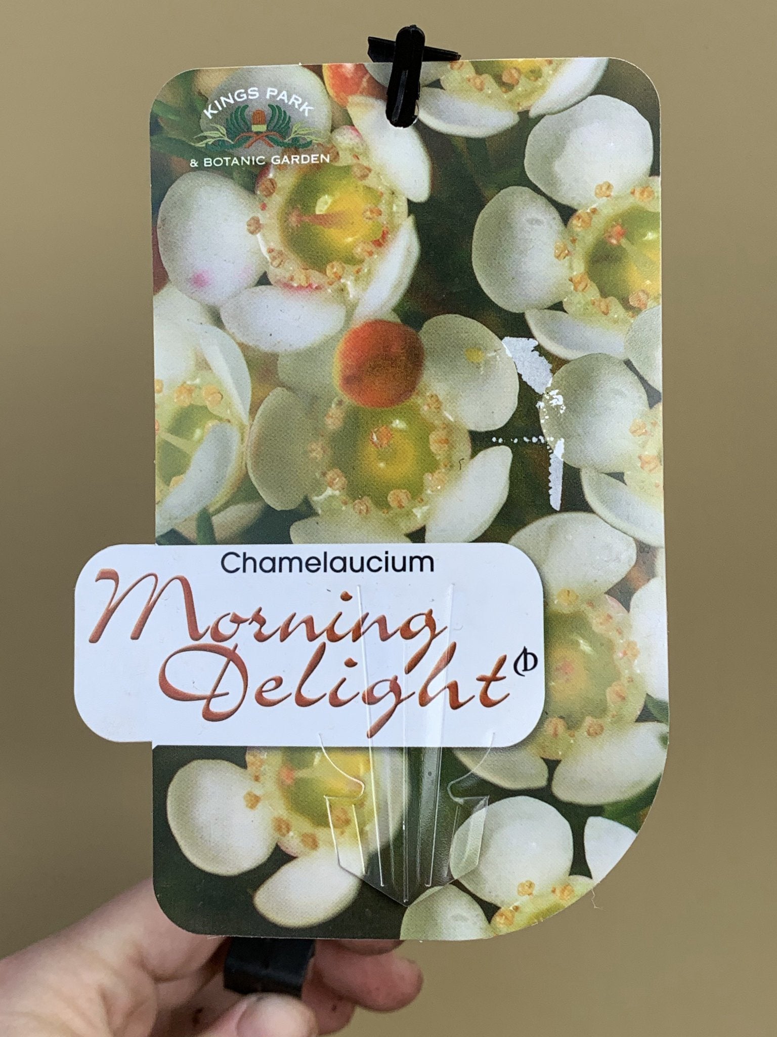 Chamelaucium 'Morning Delight' Waxflower Plant - Beautiful Purple Blooms for Gardens & Floral Arrangements | Perfect for Wedding Bouquets, Home Decor & Gift Giving