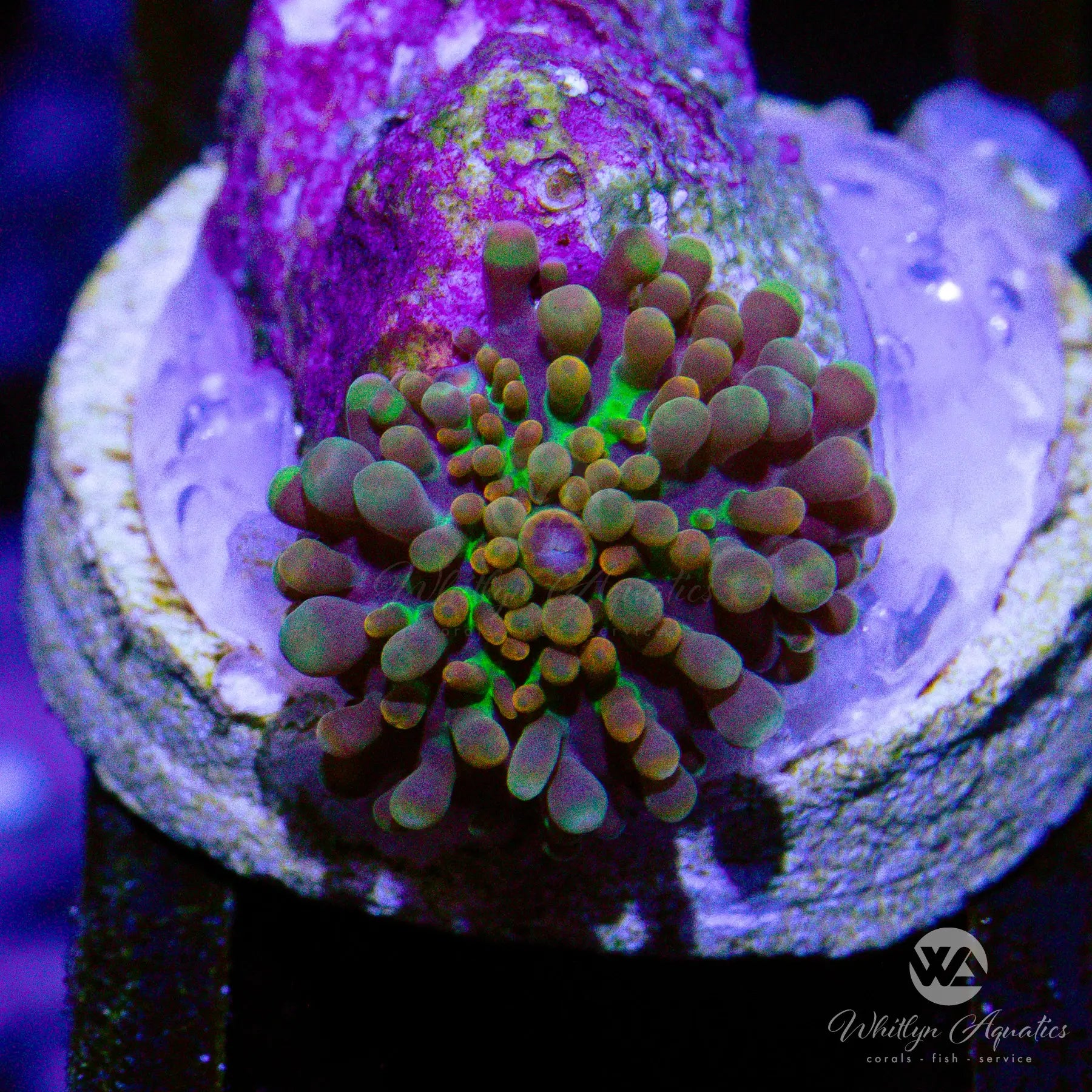 Baby Godzilla Bounce Mushroom Coral (0.5 Inch) - Rare Aquarium Coral for Saltwater Reef Tanks - Perfect for Nano Tanks and Coral Frag Racks