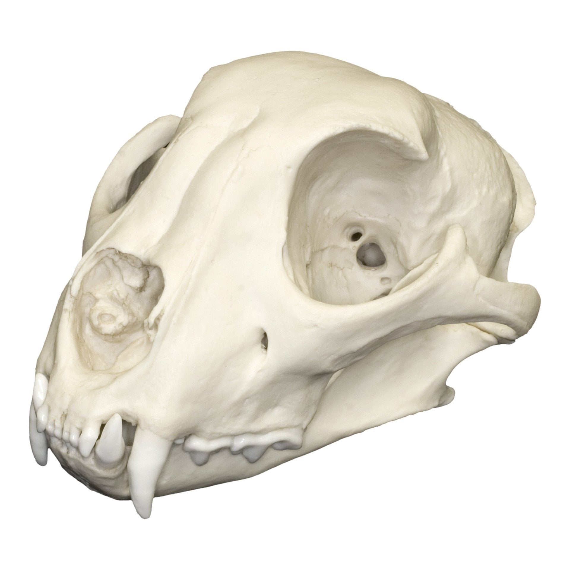Replica Cheetah Skull - Lifelike Animal Skull Decor for Home, Office & Halloween - Perfect for Gothic Decor, Horror Props & Taxidermy Displays