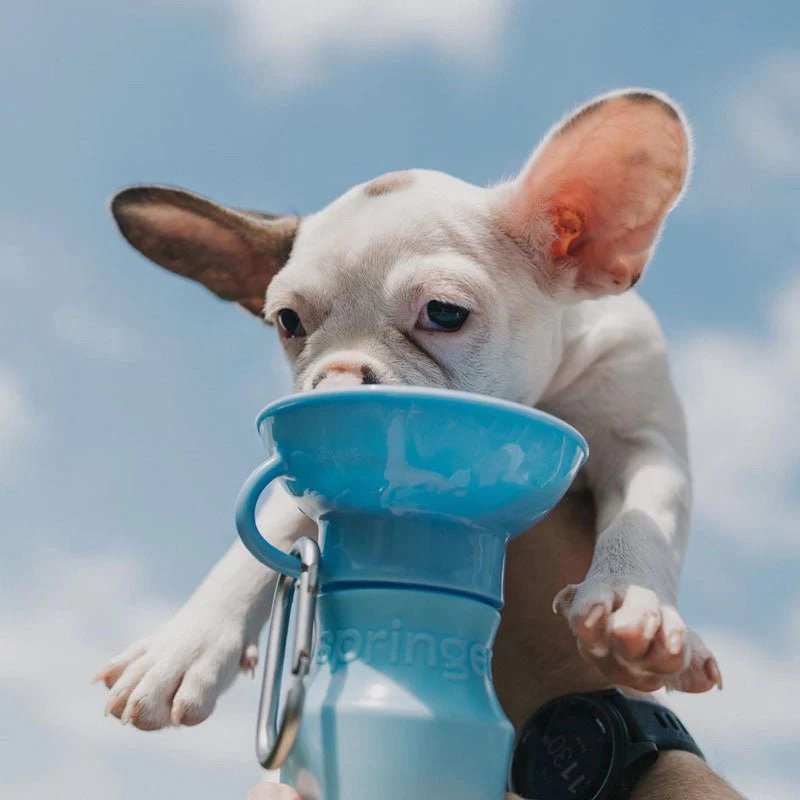 Portable Dog Water Bottle with Foldable Bowl - Leak-Proof Pet Travel Water Dispenser for Hiking, Walking & Outdoor Adventures
