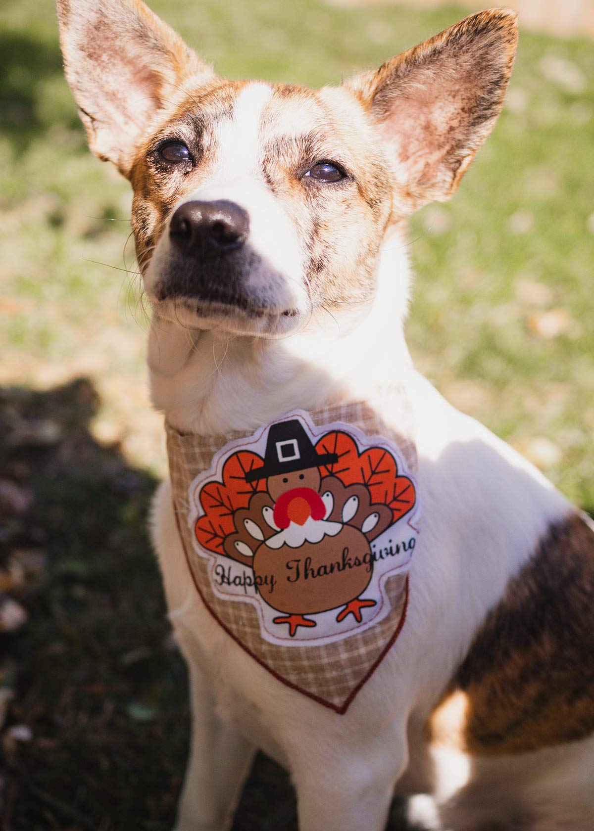 Happy Thanksgiving Dog Bandanas for Medium to Large Dogs - 100% Cotton Pet Bandana with Festive Holiday Design - Perfect for Thanksgiving Photos, Family Gatherings & Seasonal Pet Outfits