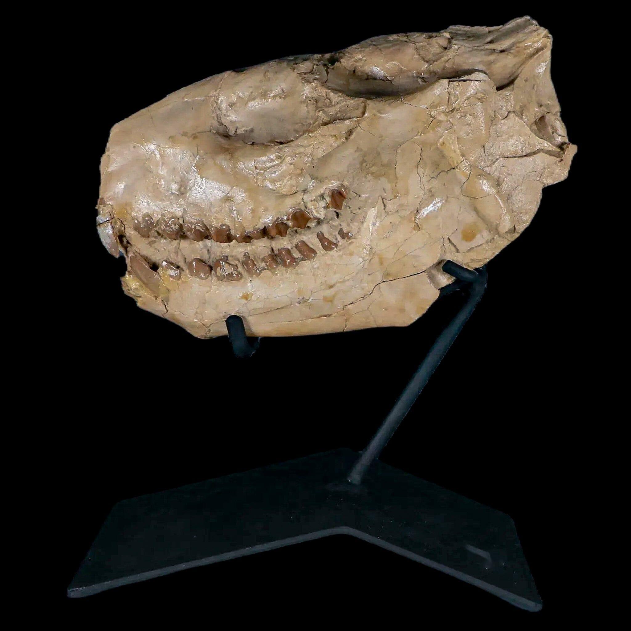Authentic 7 Oreodont Merycoidodon Fossil Skull with Teeth - Oligocene Age Badlands Specimen (Includes COA & Display Stand) - Perfect for Paleontology Collectors, Museum Displays & Educational Use
