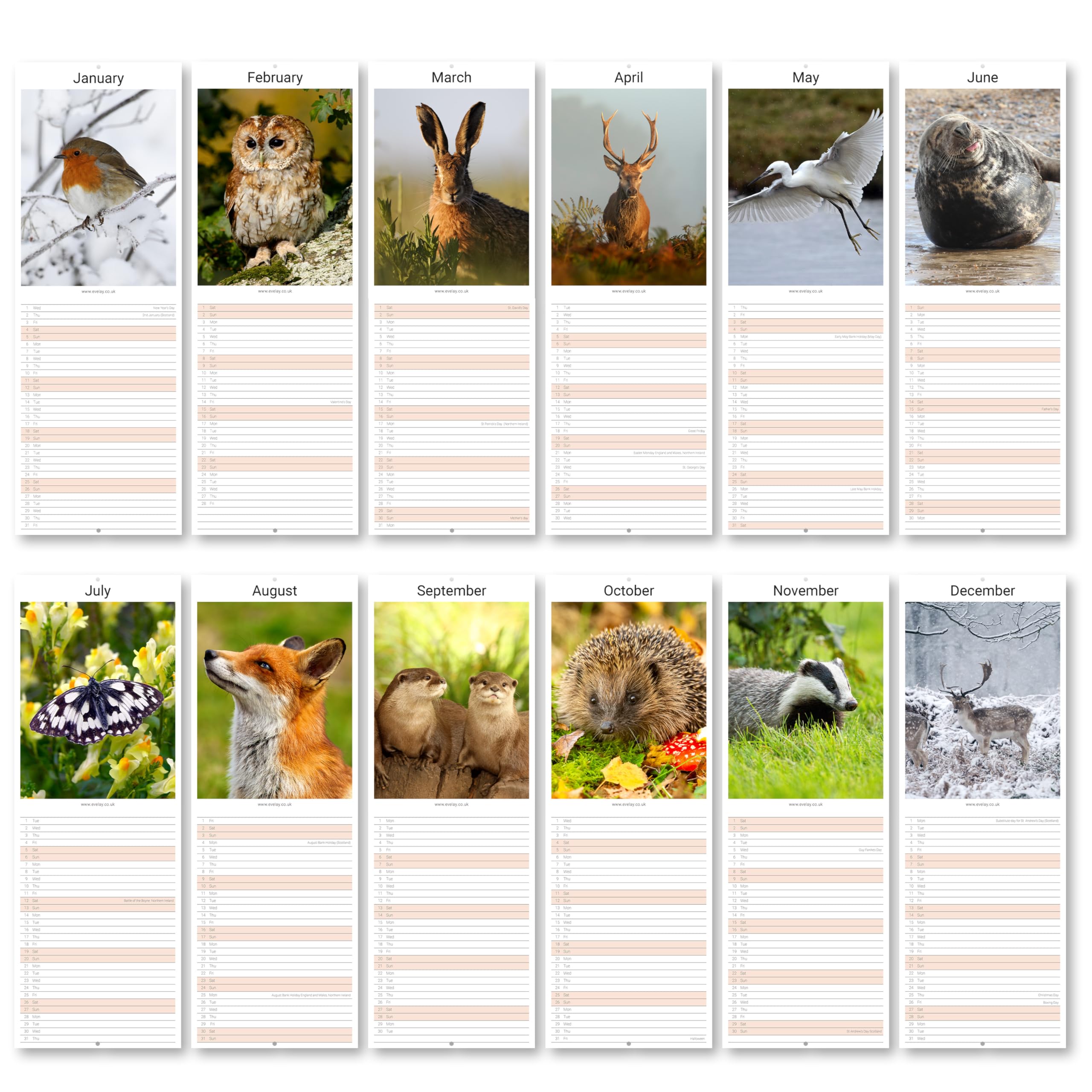 Evelay 2025 British Wildlife Wall Calendar - Slim Monthly Planner with UK Holidays | Family Organizer, Home & Office Decor | Perfect for Gift, Planning & Nature Lovers