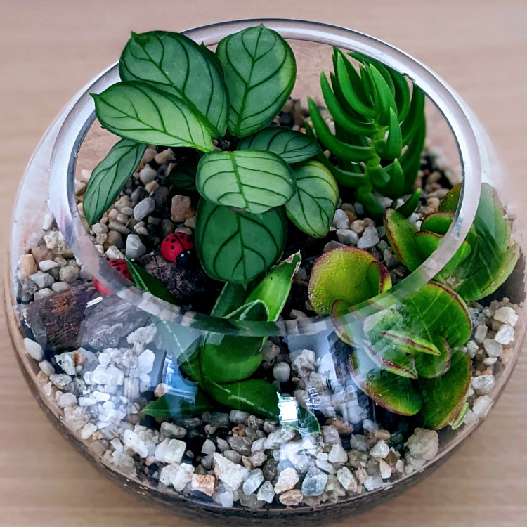 Luna Assorted Open Terrarium Kit - Glass Plant Terrarium for Succulents, Air Plants & Miniature Gardens - Perfect for Home Decor, Office Desk & Indoor Gardening