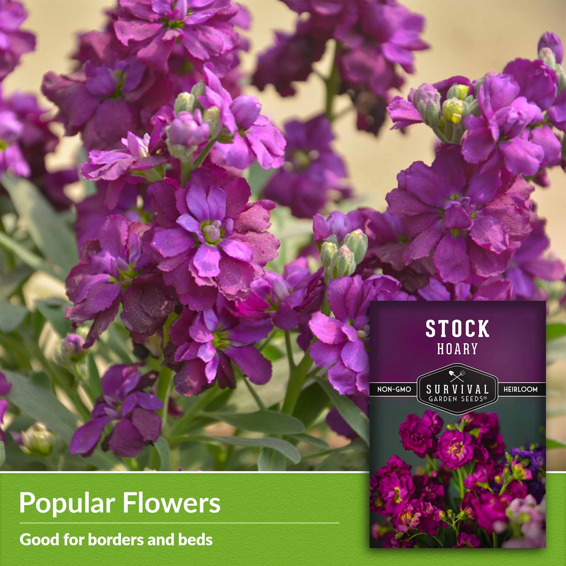 Hoary Stock Seeds - Gillyflower (Matthiola Incana) for Garden Planting, Landscaping & Floral Arrangements | Fragrant Cut Flowers for Bouquets & Home Decor
