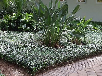 Asiatic Jasmine Minima - 30 Live Plants - Low Maintenance Evergreen Ground Cover for Landscaping, Erosion Control & Garden Borders