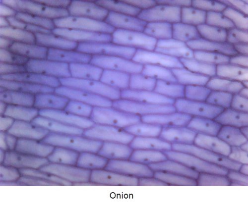 UM05 Handheld USB Digital Autofocus Microscope with Steel Stand - 320x Magnification for 22