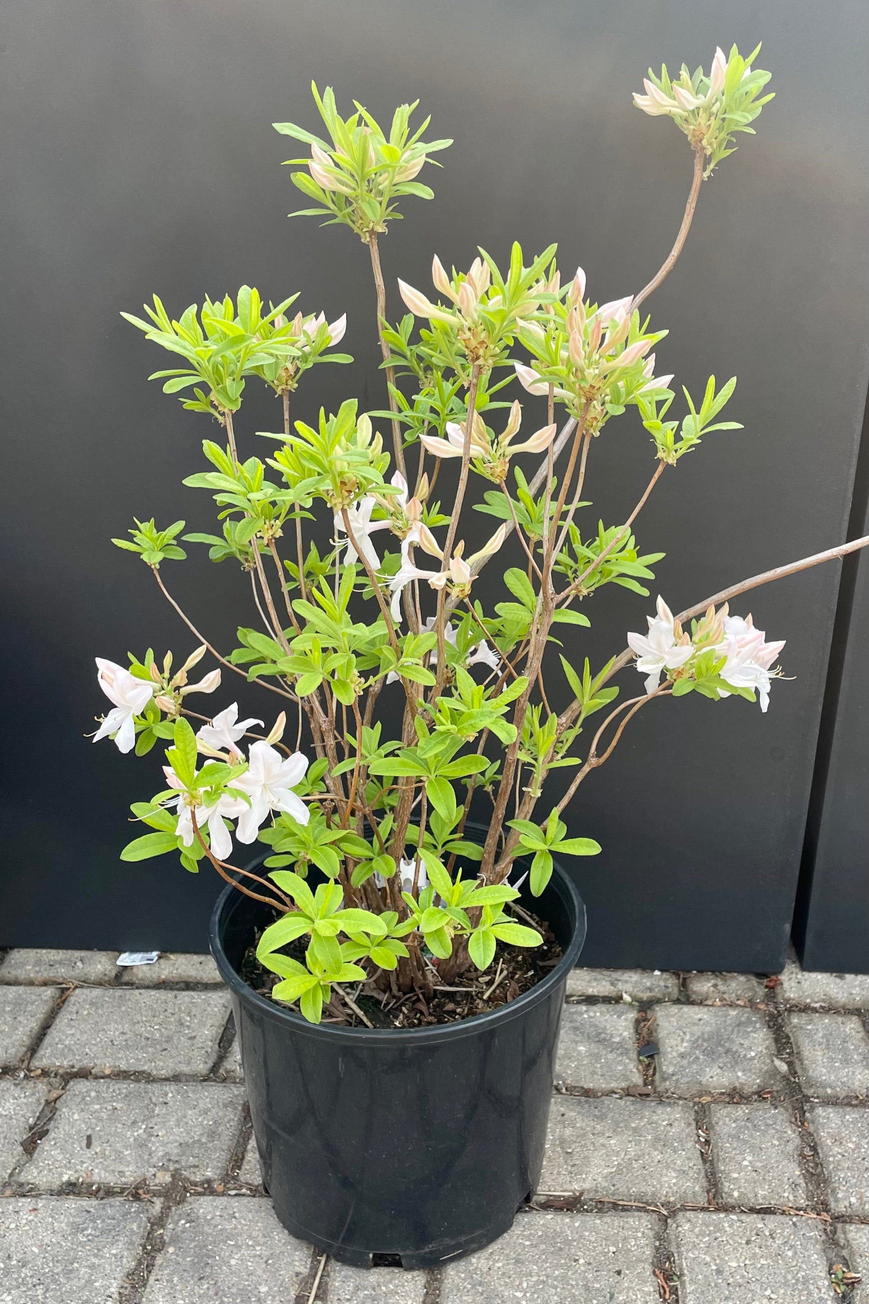 Azalea 'White Lights' #3 - White Flowering Shrub for Landscaping, Gardens & Outdoor Decor | Perfect for Borders, Hedges & Container Planting