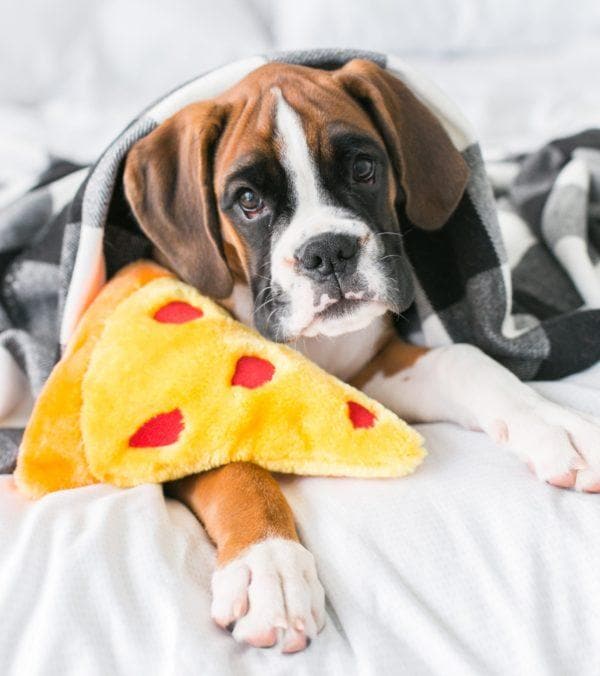 ZippyPaws NomNomz Plush Pizza Dog Toy with Squeakers - Fun Interactive Chew Toy for Small & Medium Dogs, Perfect for Playtime & Training