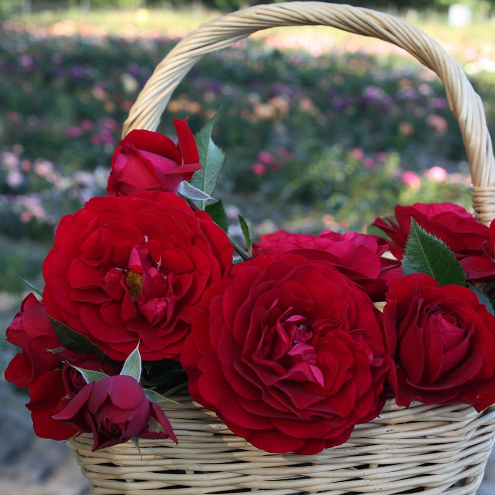 Heirloom Roses Citiscape Bordeaux Red Rose Bush - Floribunda Live Outdoor Plant for Gardens, Landscaping & Patio Decor