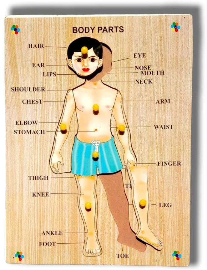 Wooden Human Body Parts Puzzle with Knobs - Educational Learning Toy for Kids & Toddlers - Montessori Anatomy Teaching Aid - Great for Homeschooling & Preschool Classroom Activities (Multicolor)