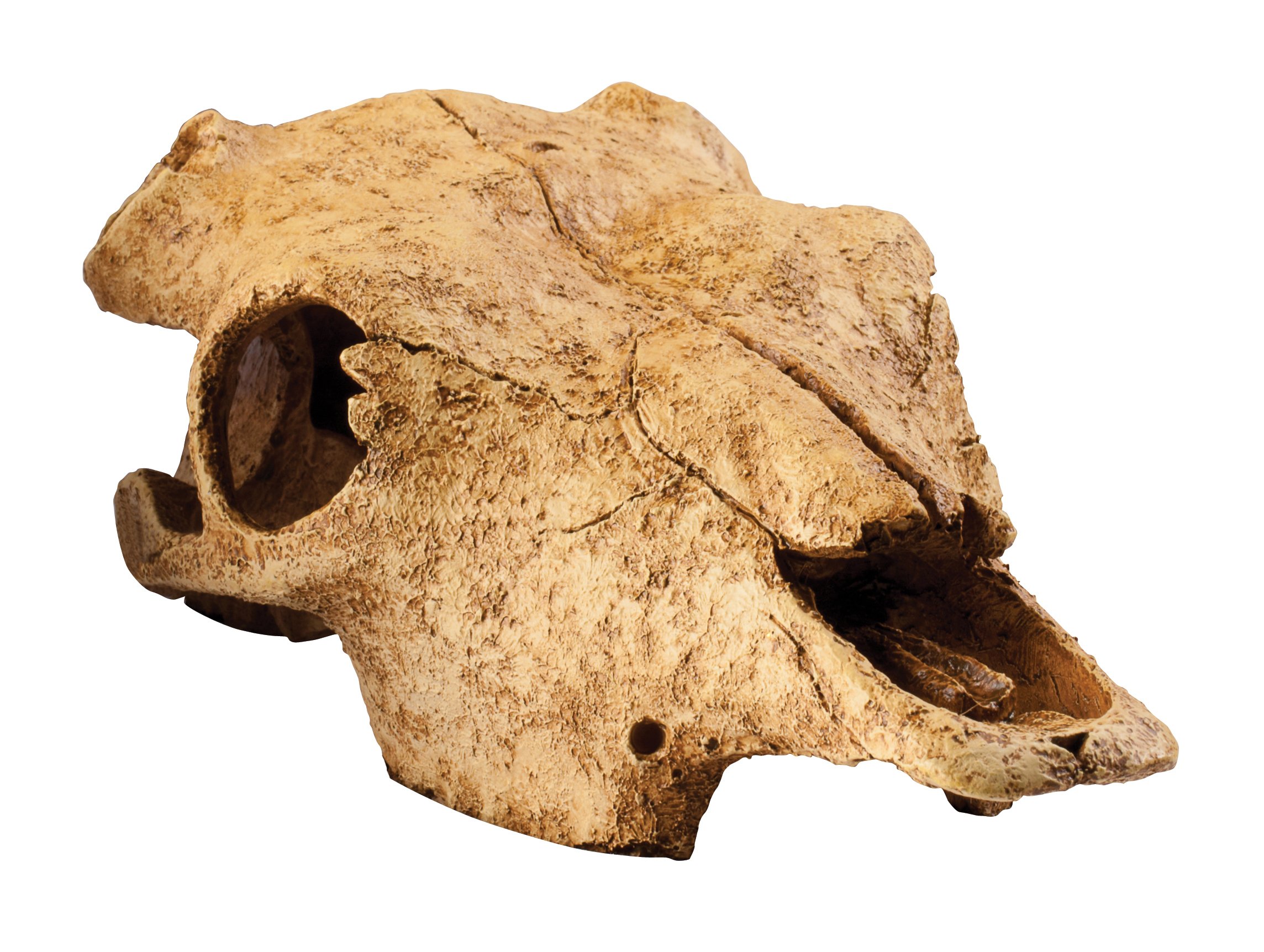 Exo Terra Buffalo Skull Terrarium Decor - Realistic Reptile Habitat Accessory for Bearded Dragons, Snakes & Lizards | Perfect for Desert-Themed Vivarium & Naturalistic Terrarium Setups