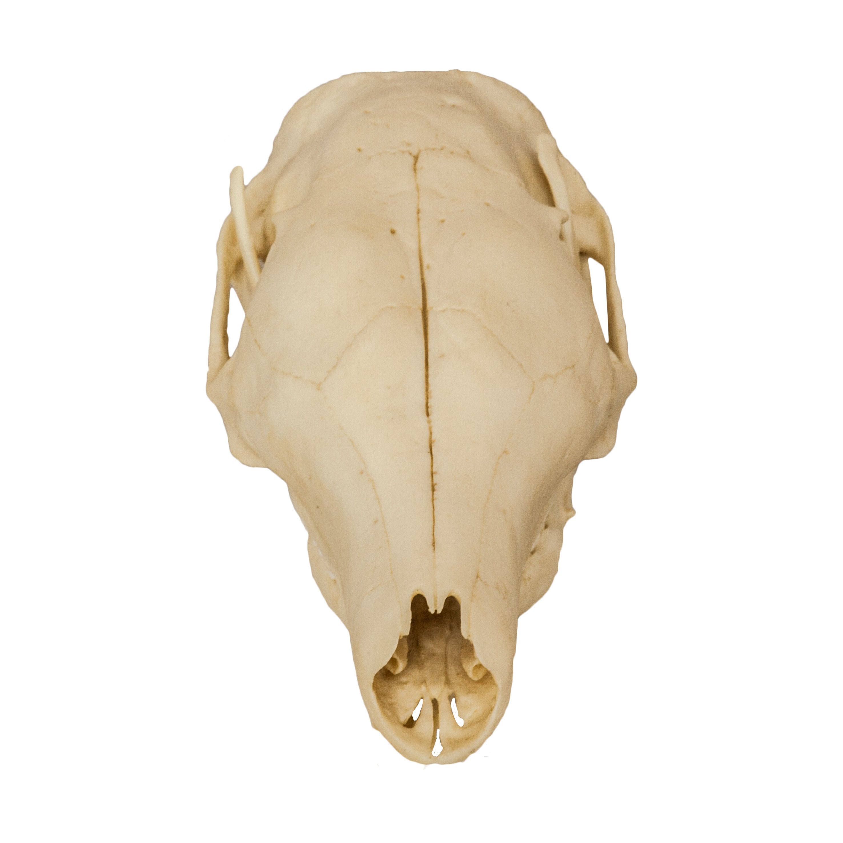 Authentic Replica Aardvark Skull - High-Quality Animal Skull Model for Science Education, Home Decor & Halloween Props