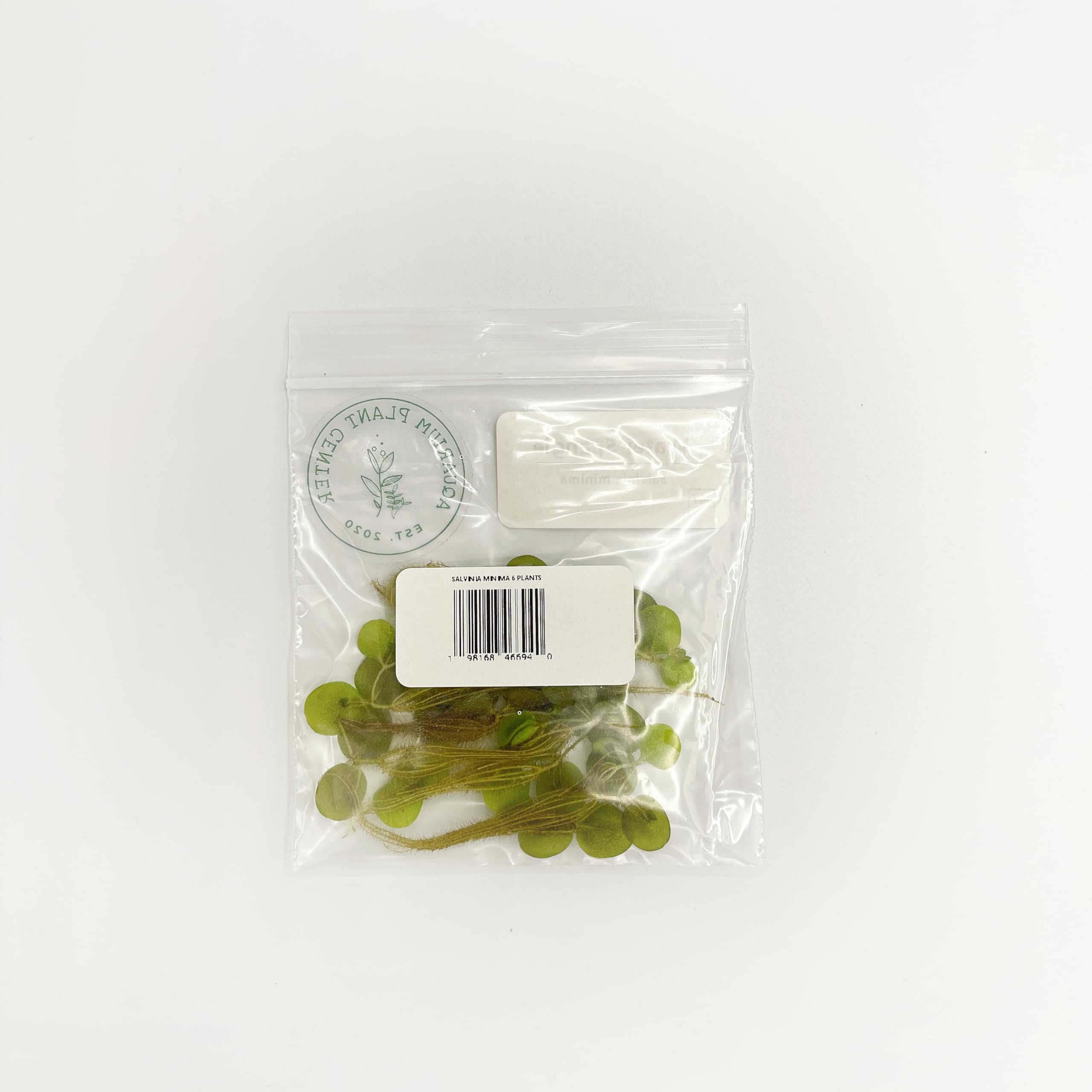 Salvinia Minima Floating Plants for Aquarium & Pond - 6 Live Plants