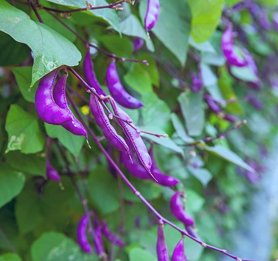 Purple Hyacinth Bean