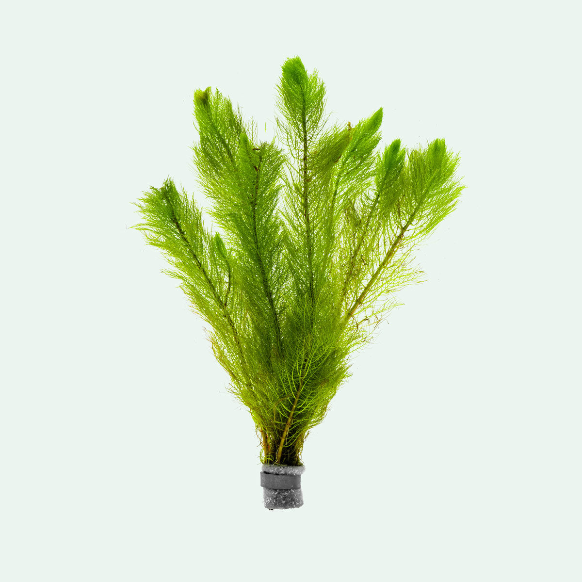 Buy Myriophyllum Tetrandrum Online | Freshwater Aquarium Plants for Fish Tanks | Perfect for Aquatic Landscaping & Oxygenation