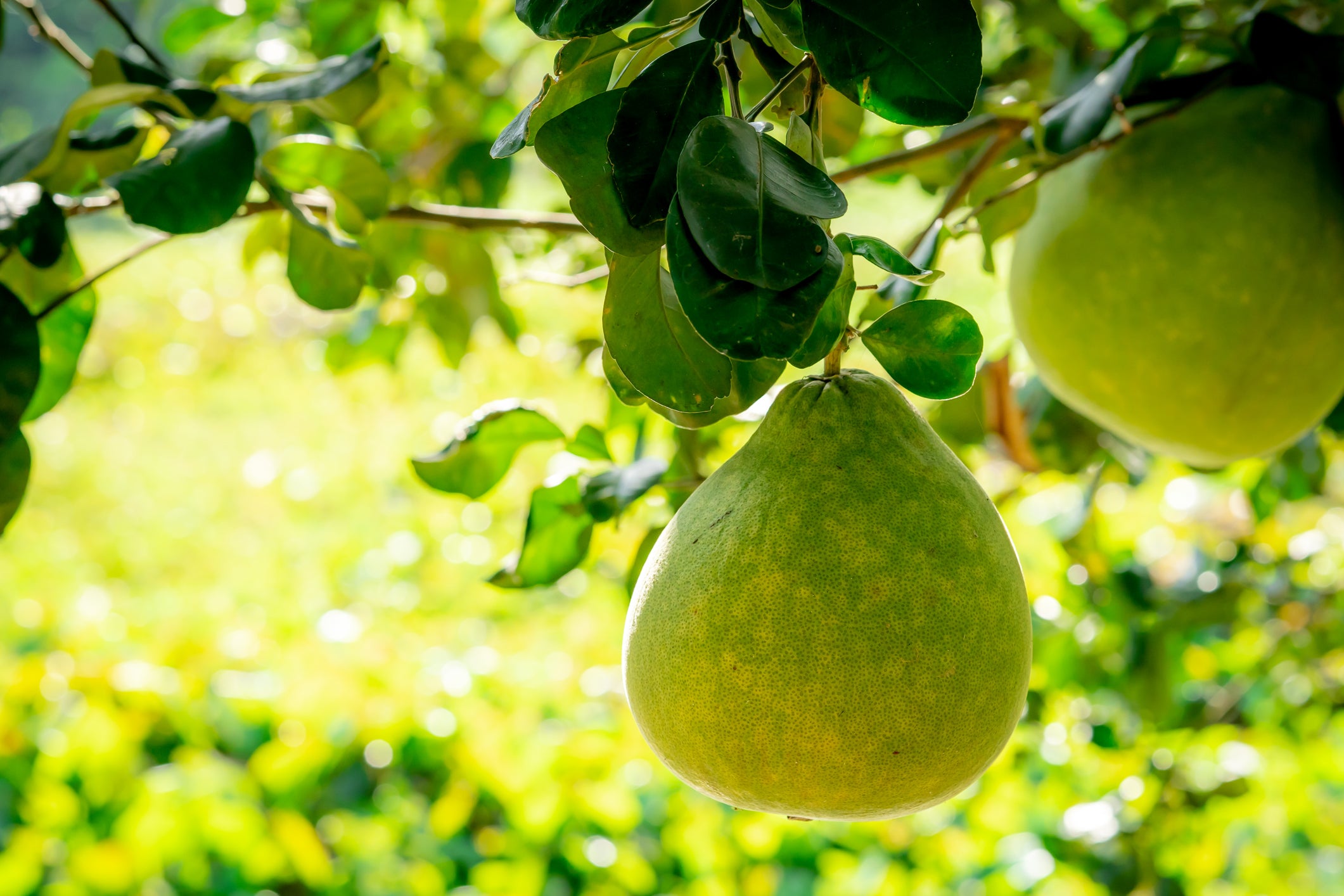 1OZ POMELO PARADISE Essential Oil - 100% Pure Natural Aromatherapy Oil for Diffusers, Massage & Relaxation - Perfect for Home Spa, Yoga & Stress Relief