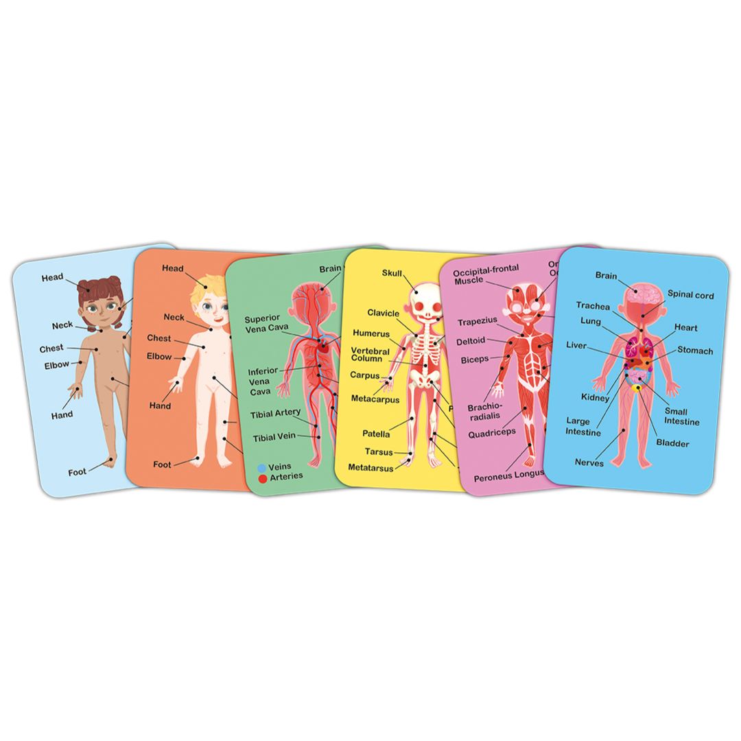 Human Body Magnetic Puzzle for Kids - Educational Anatomy Learning Toy for Science & STEM Classroom, Homeschooling & Playtime