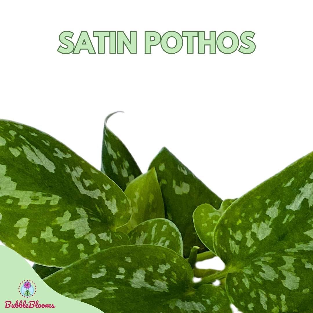 BubbleBlooms 4 Inch Satin Pothos Plant - Silver Vine, Silk Pothos, Silver Philodendron - Perfect for Home Decor, Office Plants & Indoor Gardening