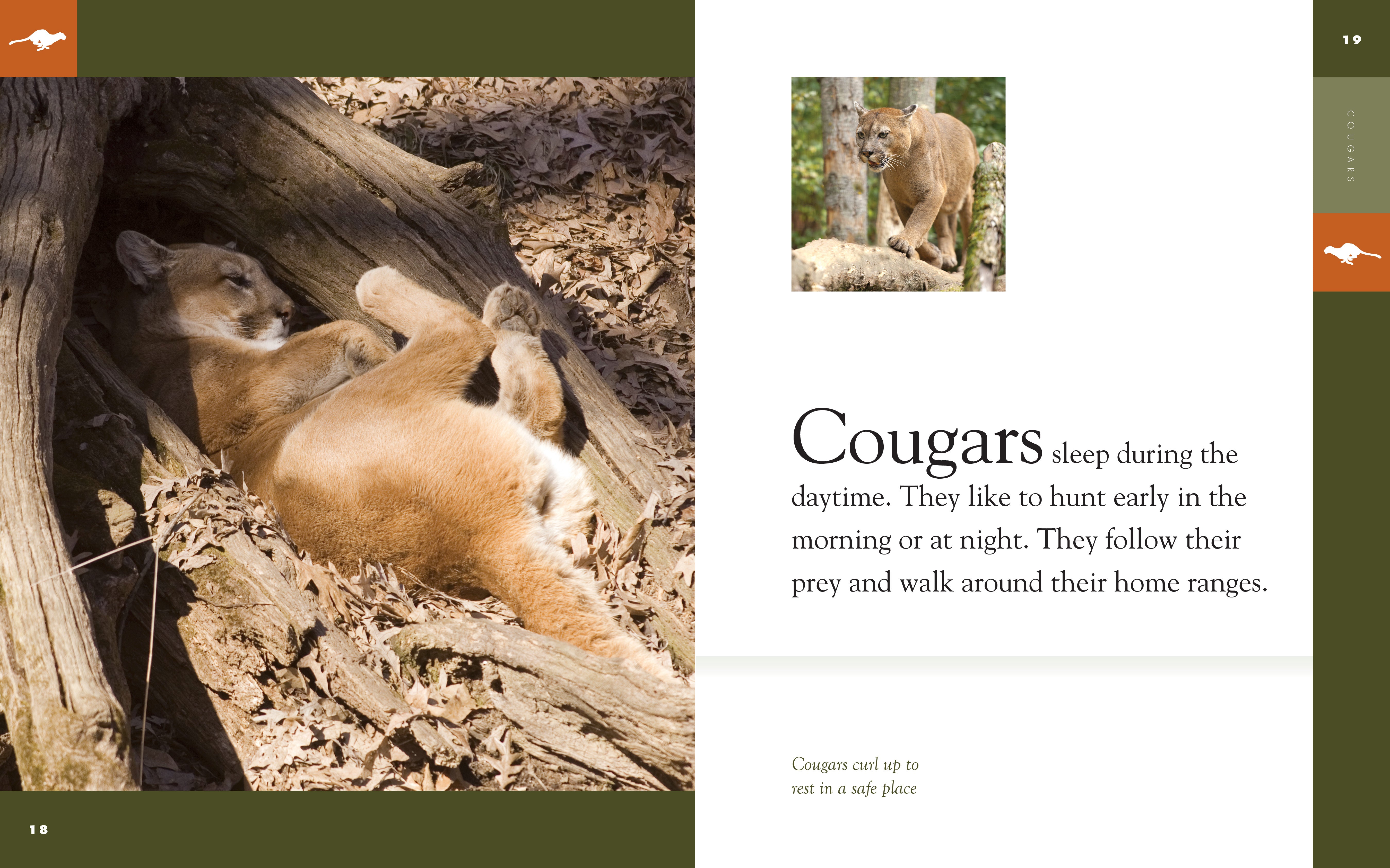 Amazing Animals (2014) - Cougars Documentary | Wildlife Nature Film | Perfect for Animal Lovers & Educational Screenings