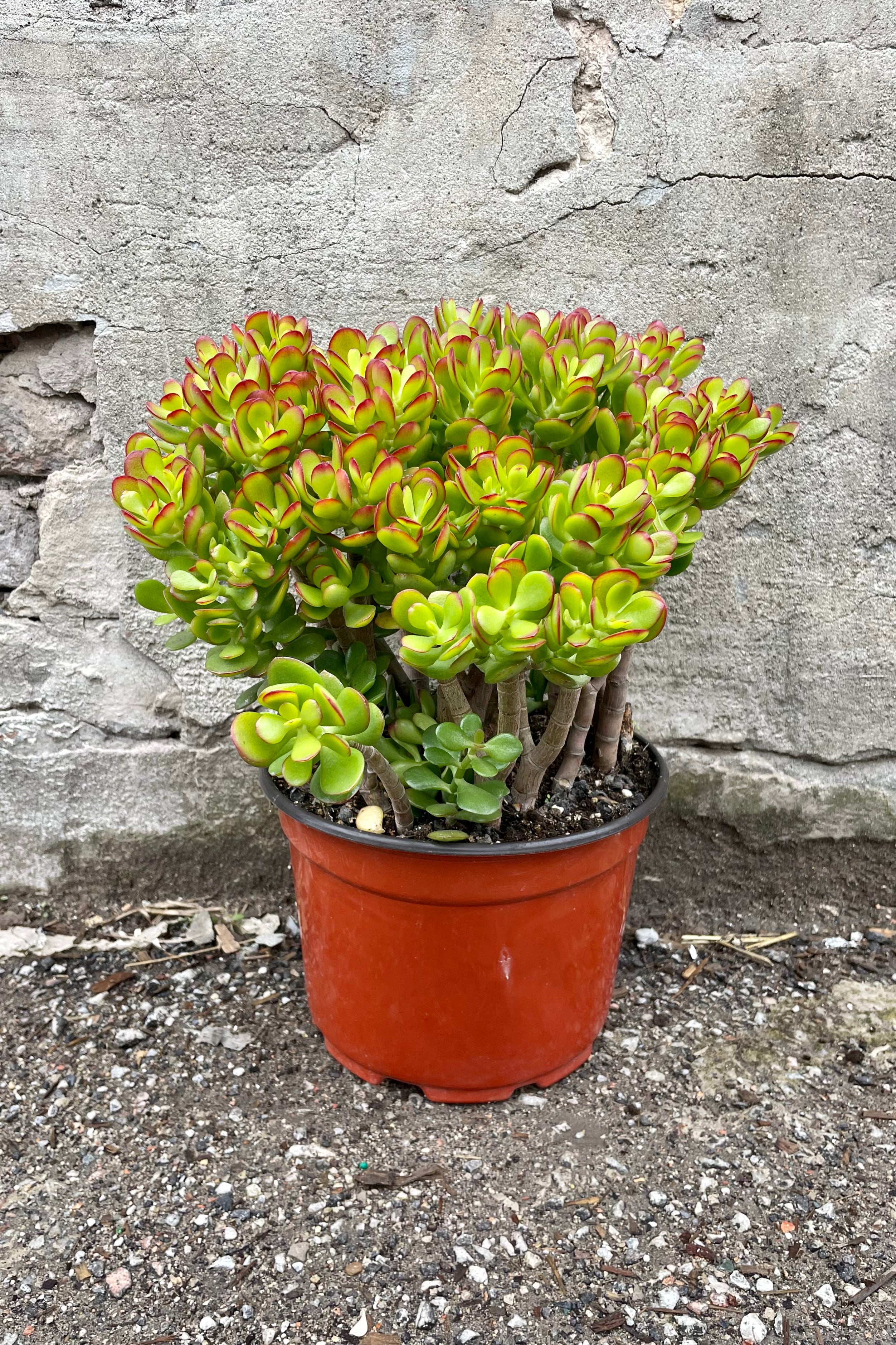 Crassula ovata 'Crosby' - 10 Inch Jade Plant for Home & Office Decor, Perfect for Indoor Gardening, Feng Shui & Gift Giving