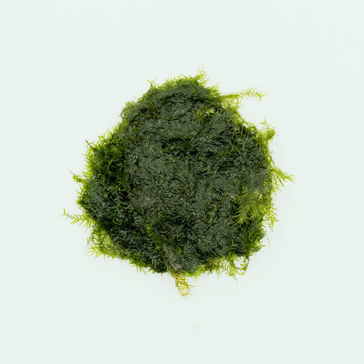 Fissidens Fontanus Moss for Aquarium - Live Aquatic Plant for Fish Tank Decoration, Terrariums & Paludariums | Enhances Water Quality & Natural Habitat