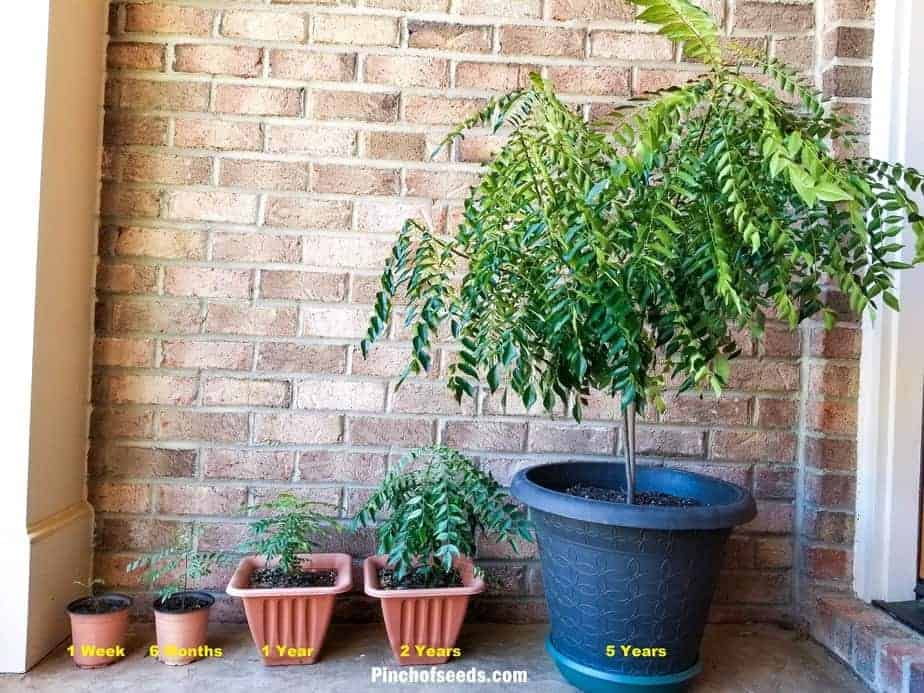 Erwon® NPK Fertilizer for Curry Plants - 200gm Organic Plant Food for Healthy Growth | Perfect for Home Gardening, Herbs & Spices Cultivation