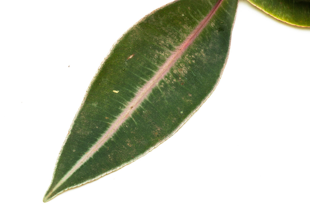 Ardisia Sp Pink Line - Beautiful Pink Variegated Houseplant for Home & Office Decor | Perfect for Indoor Gardens, Terrariums, and Gift Giving