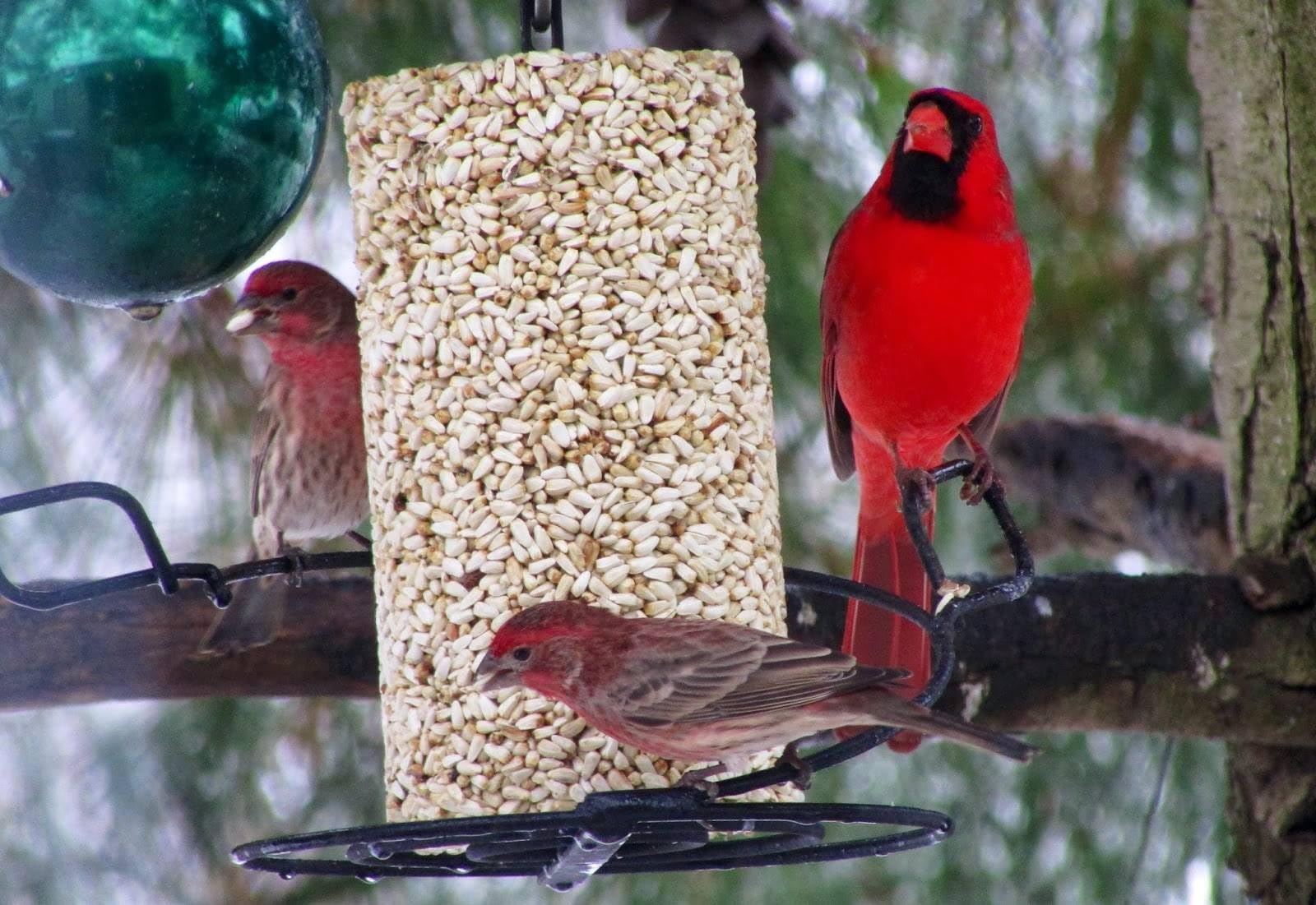 Mr. Bird Safflower Feast Wild Bird Seed Cylinder 28 oz - Premium Wild Bird Food for Outdoor Birds & Backyard Bird Feeding - Attracts Cardinals, Finches & Songbirds to Your Garden