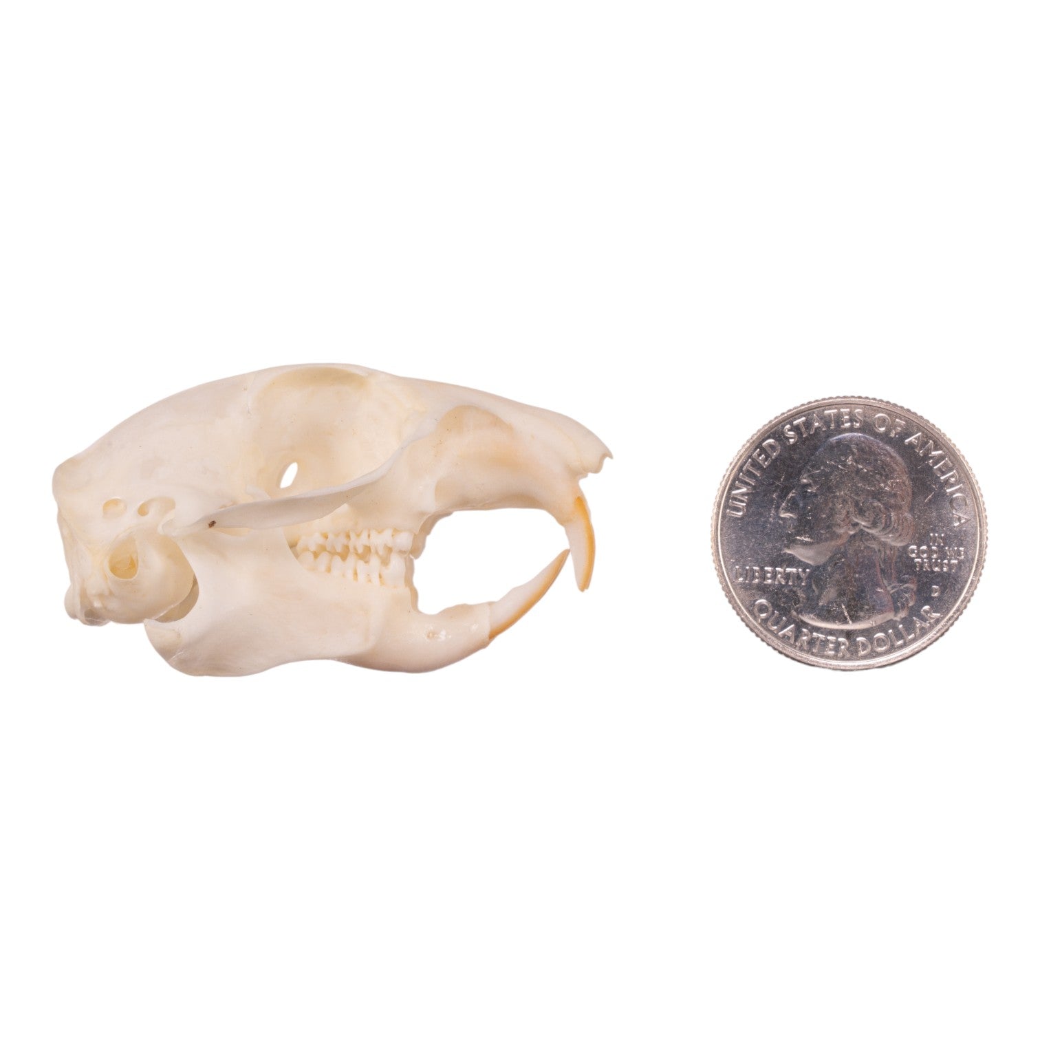 Authentic Ground Squirrel Skull Specimen - Taxidermy, Science Education & Oddity Collection - Perfect for Biology Study, Gothic Decor & Natural History Displays