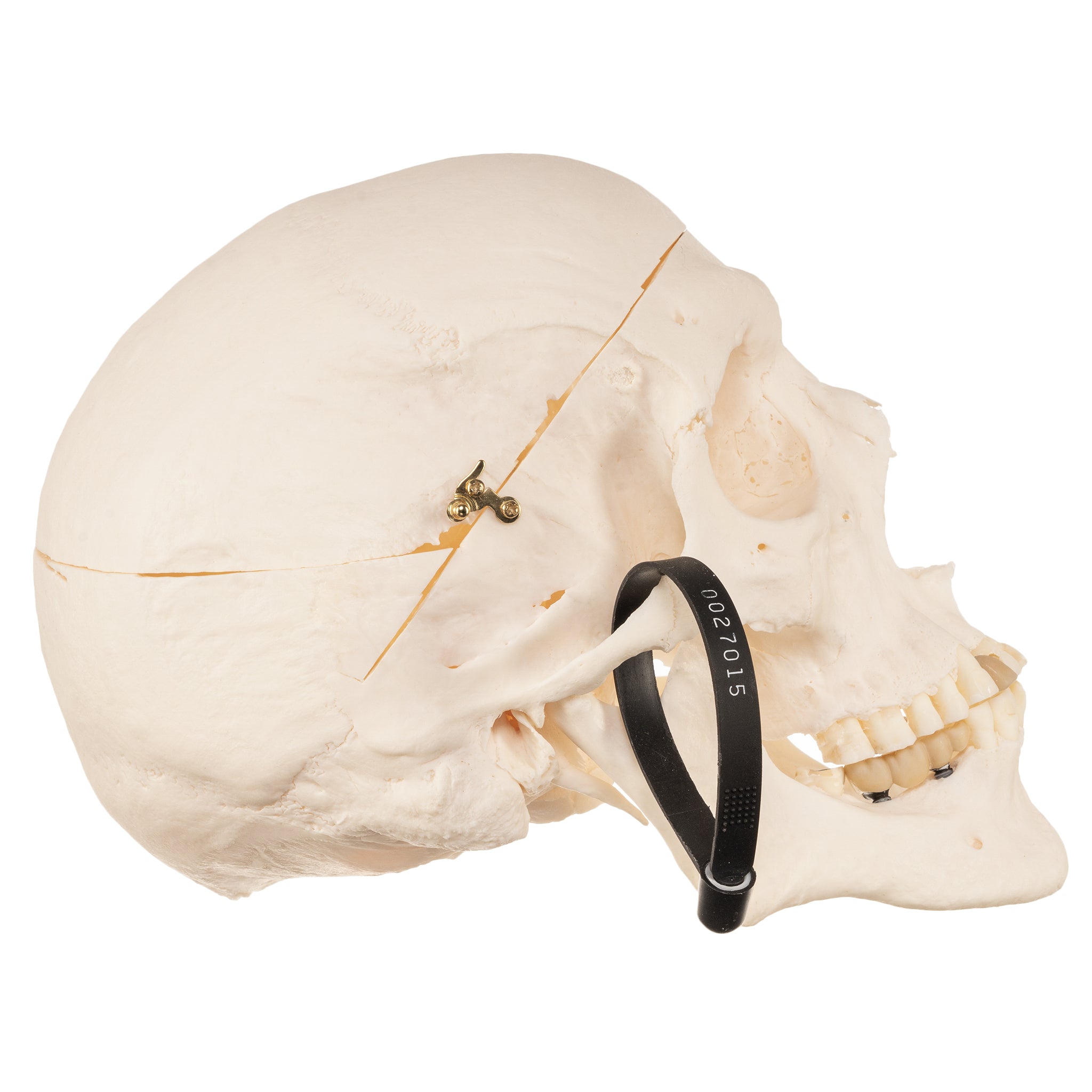 Authentic Human Skull Model for Medical Research & Education - Perfect for Anatomy Studies, Classroom Demonstrations & Halloween Decor