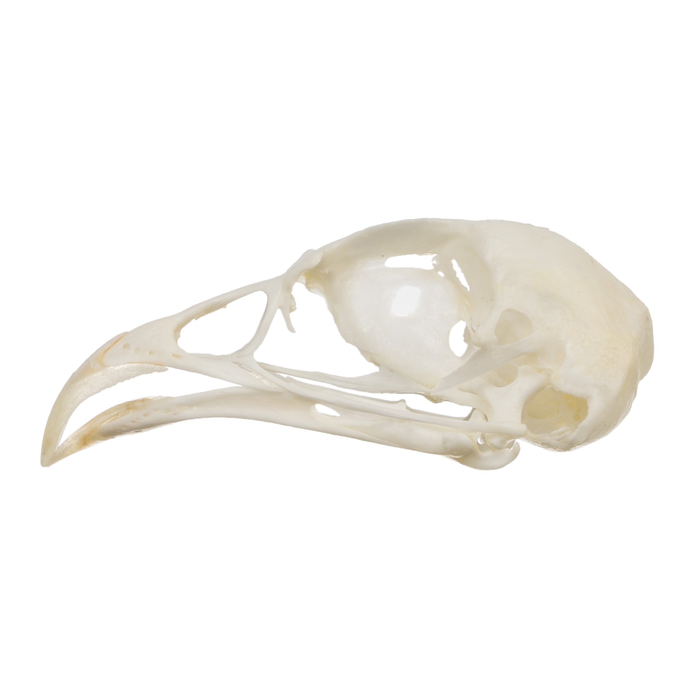 Authentic Hungarian Partridge Skull - Taxidermy Specimen for Home Decor, Gothic Display & Oddity Collections | Perfect for Halloween, Cabinets of Curiosities & Dark Aesthetic Rooms