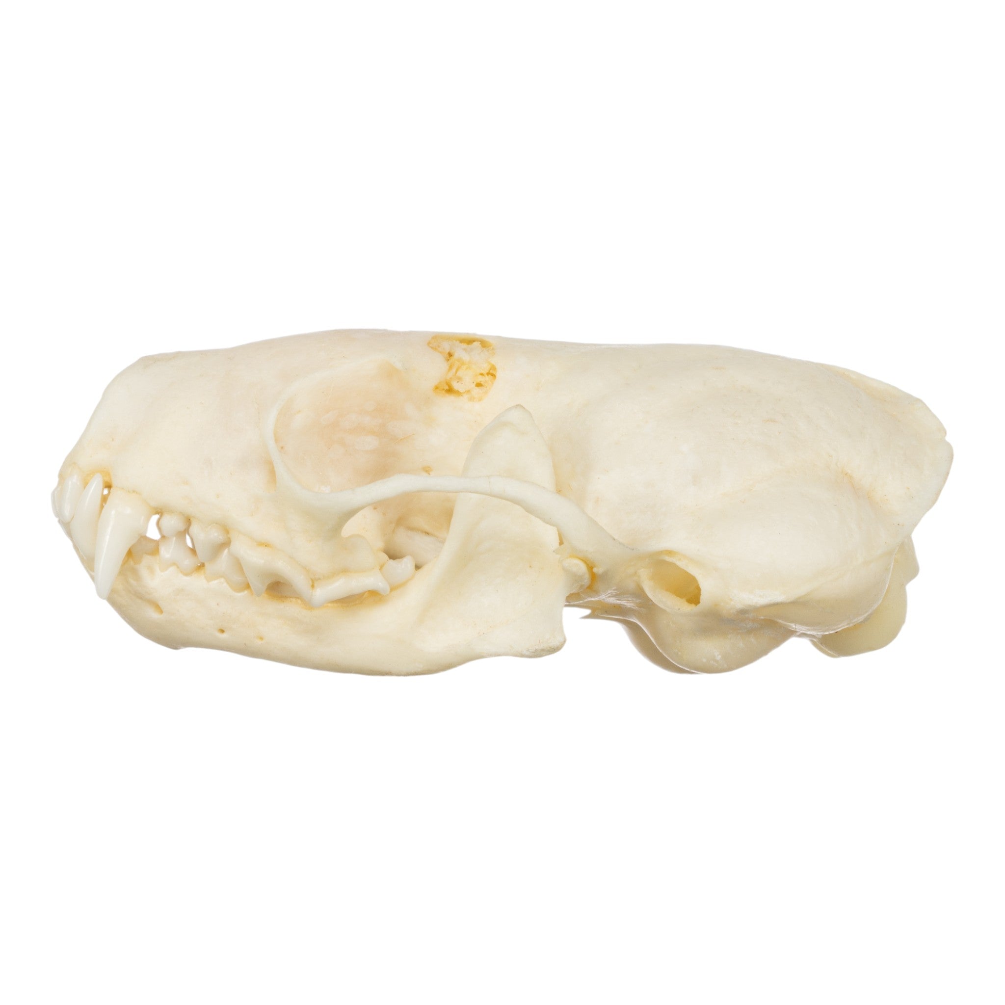 Authentic Western Spotted Skunk Skull - Taxidermy Specimen for Science Education, Oddity Collectors & Gothic Home Decor