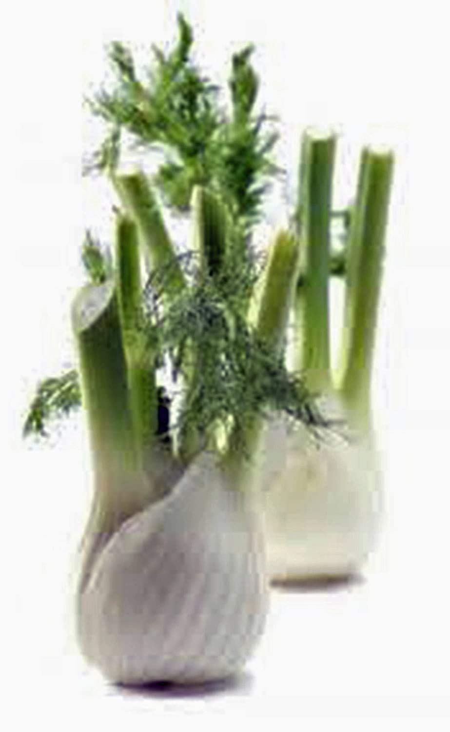 Organic Heirloom Florence Fennel Seeds - Non-GMO, 50+ Count - Country Creek Acres - Perfect for Herb Gardens, Cooking & Natural Remedies