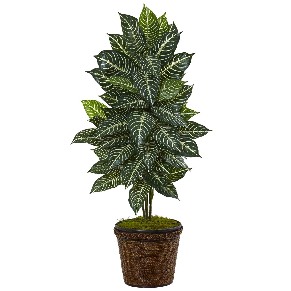 4 ft. Zebra Plant in Coiled Rope Planter - Large Indoor Houseplant for Home Decor, Office, Living Room & Bedroom - Low Maintenance Tropical Plant for Modern Spaces