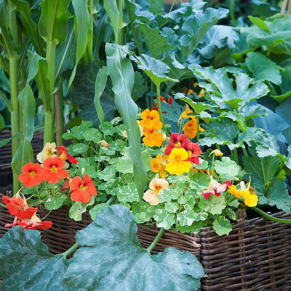 Eden Brothers Alaska Mix Nasturtium Seeds - Non-GMO Flower Seeds for Planting | Low-Maintenance, Fast-Growing, Spring Planting | Zones 1-10 | Perfect for Garden Borders, Containers & Pollinator Gardens