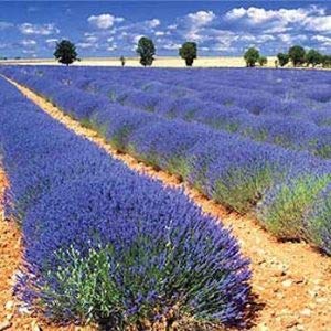 Lavender Fields Scented Candle - 8 oz Glass Jar with Hidden Jewelry Inside (Value $10-$10,000) | Ring Size 6 | Premium Home Fragrance for Relaxation, Meditation & Romantic Ambiance