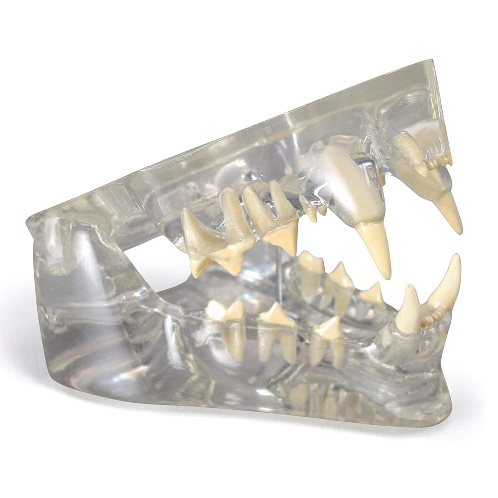 QQXX Clear Resin Openable Dog Teeth Dental Model - Canine Jaw Oral Anatomy for Veterinary Dentists & Patient Education | Veterinary Clinic, Dental School & Pet Owner Training Tool