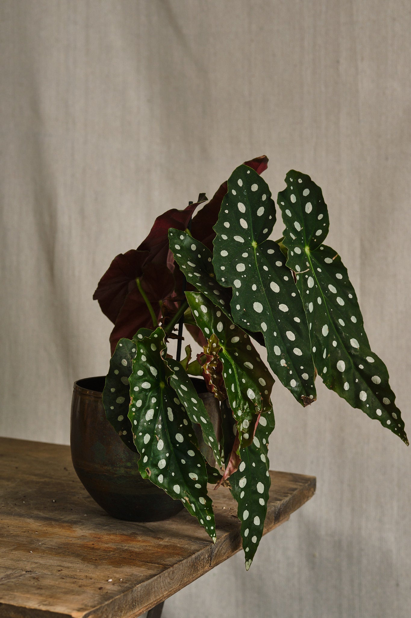 Begonia Maculata Wightii - Rare Polka Dot Begonia Houseplant for Indoor Decor | Perfect for Home, Office & Gift Giving