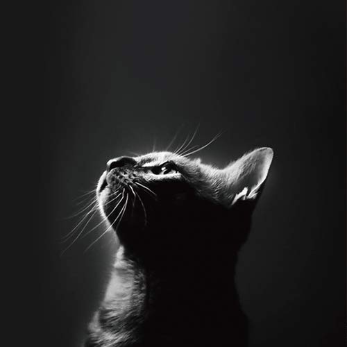 C-The Cat 2