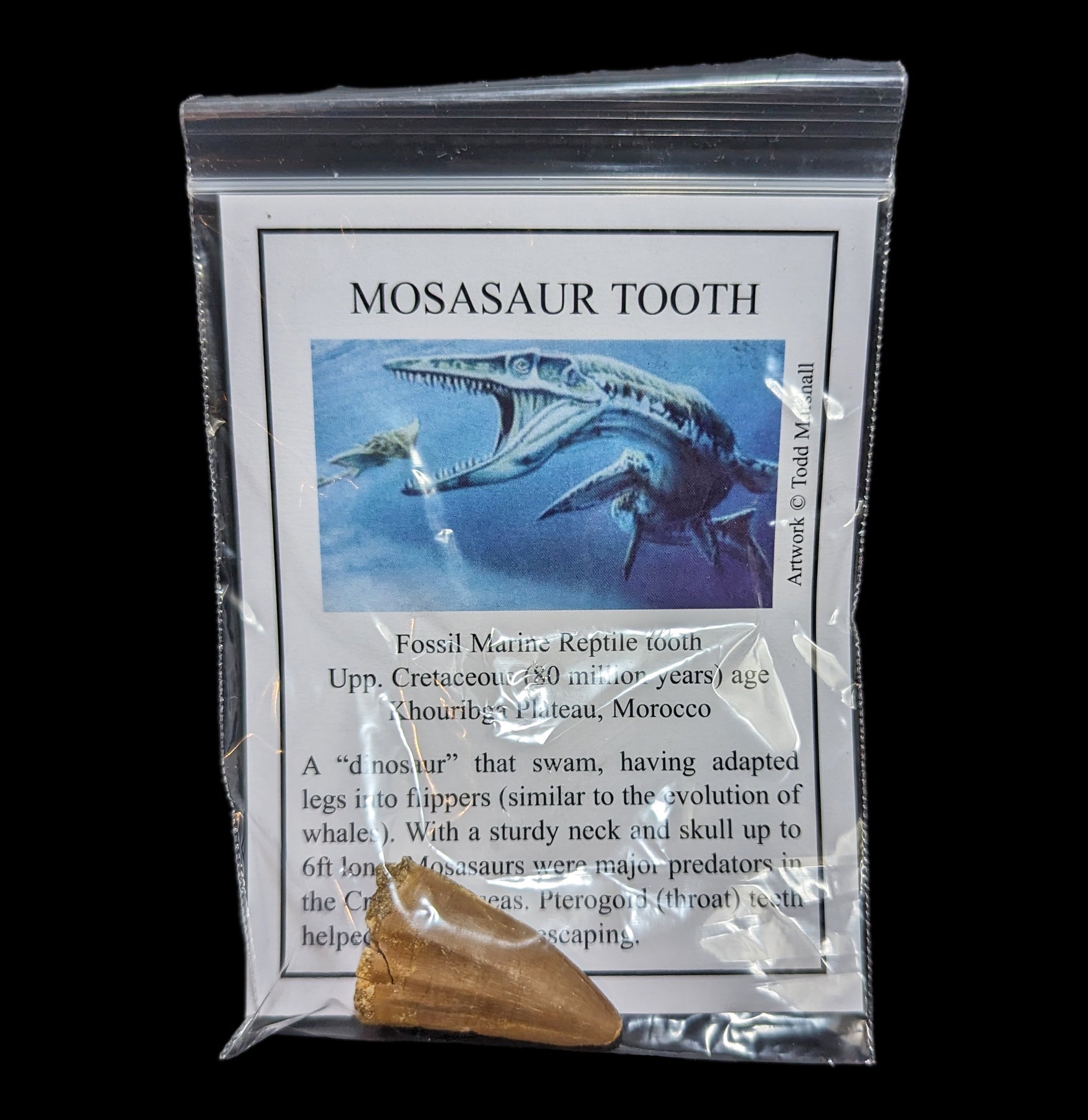 Authentic Mosasaur Tooth Fossil with Display Card - Perfect for Collectors, Paleontology Enthusiasts & Home Decor