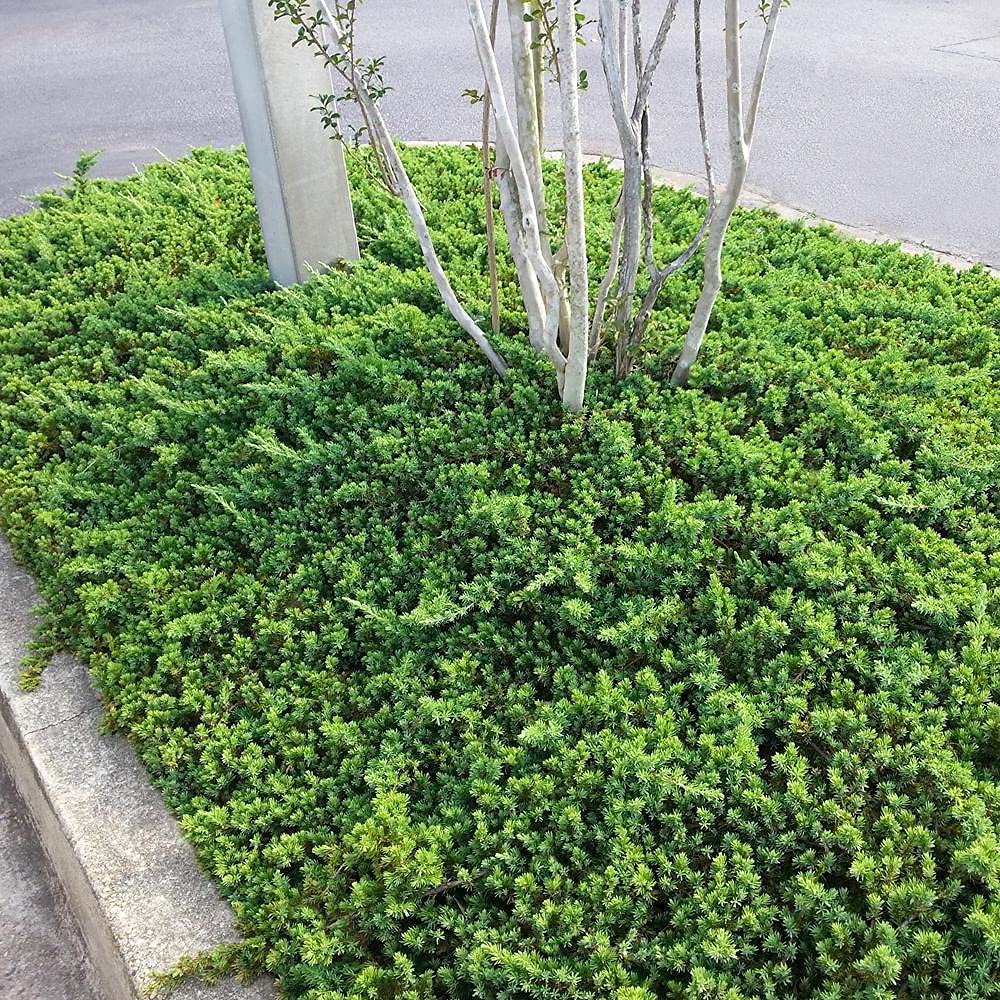 Dwarf Japanese Garden Juniper (Juniperus Procumbens Nana) - 15 Live Plants in 4 Inch Pots | Drought Tolerant Evergreen Ground Cover | Perfect for Bonsai, Rock Gardens & Landscape Design | Low Maintenance Outdoor Decor
